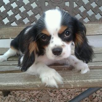 Foto de Zeus, macho y de raza cavalier