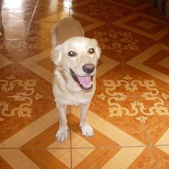 Foto de Terry, macho y de raza cruce