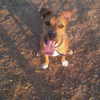 Foto de ENZO, macho y de raza American Staffordshire Terrier