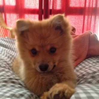 Foto de Pepa, hembra y de raza Pomerania