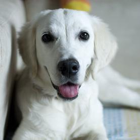 Foto de Sira, hembra y de raza Golden Retriever