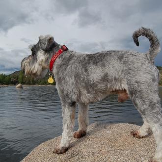 Foto de Hugo, macho y de raza Schnauzer