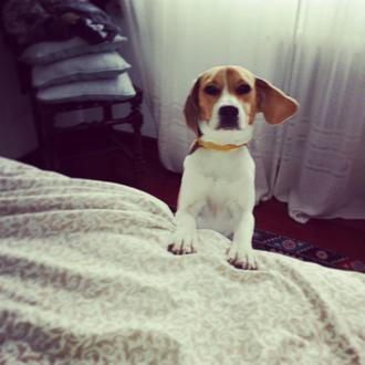 Foto de Choco, macho y de raza beagle