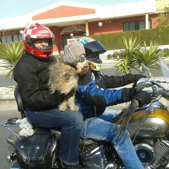 Foto de Duke, macho y de raza Mezcla Caniche y Terrier