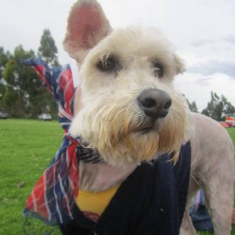 Foto de COPITO, macho y de raza Shapo