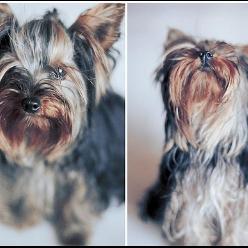 Foto de Beta, hembra y de raza Yorkshire Terrier