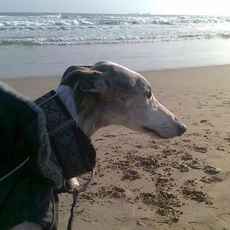 Foto de INDIA, hembra y de raza GALGO ESPAÑOL. BLANCA A MANCHAS GRISES Y BARCINO.