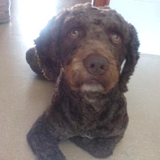 Foto de Tico, macho y de raza Perro de agua español