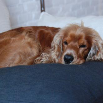 Foto de Buba, macho y de raza Cocker Spaniel Inglés 