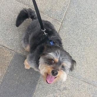 Foto de Berni, macho y de raza Cruce de Yorkshire i Bichón Maltés