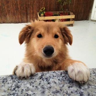 Foto de DRACO, macho y de raza MESTIZO COLLIE Y GOLDEN