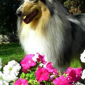 Foto de Agata, hembra y de raza Rough Collie