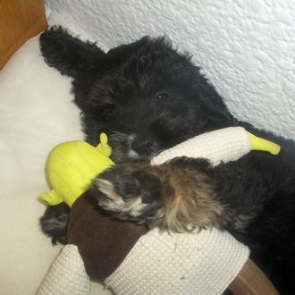 Foto de Lutxo, macho y de raza Cruce schnauzer y cocker