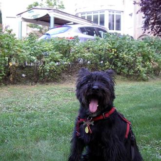 Foto de Artis, macho y de raza Schnauzer mini