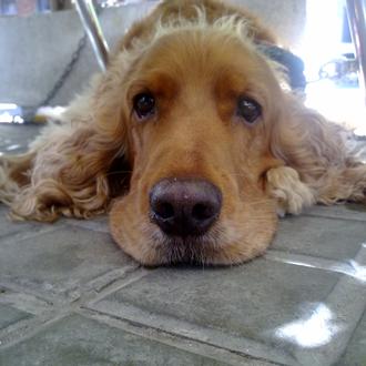 Foto de FOX, macho y de raza COCKER SPANIEL