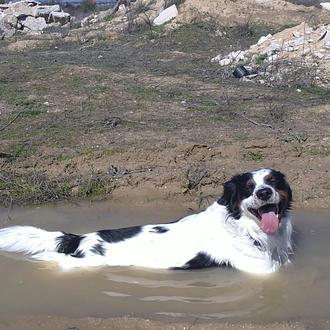 Foto de Milko, macho y de raza Mestizo