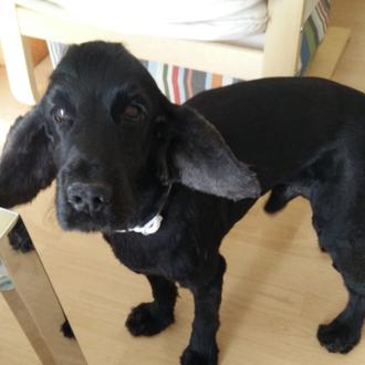 Foto de Banner, macho y de raza Cocker Spaniel Inglés