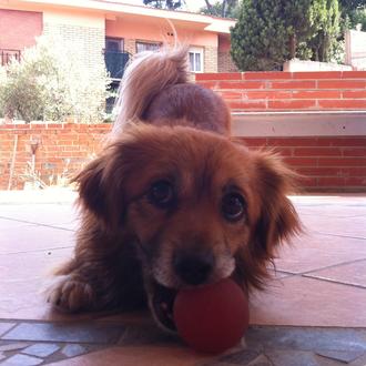 Foto de Romero, macho y de raza X Pequinés