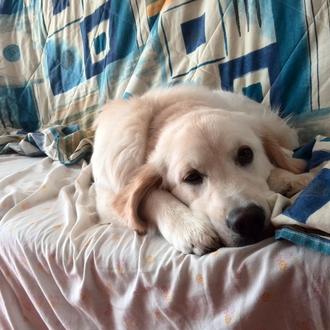 Foto de Bayron, macho y de raza Golden Retriever