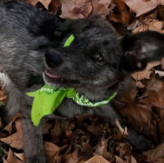 Foto de Darko, macho y de raza -