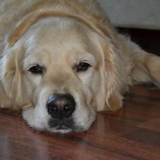 Foto de Niko, macho y de raza Golden Retriever