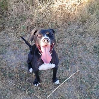 Foto de Lenin, macho y de raza Cruce American Staffordshire Terrier y Labrador