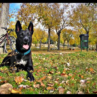 Foto de Ganya, hembra y de raza labrador x pastor aleman