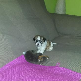 Foto de Otto, macho y de raza Shih Tzu