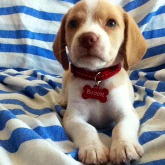 Foto de Brook, hembra y de raza Beagle Limón