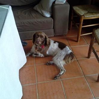 Foto de Tan, macho y de raza Spaniel Bretón