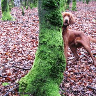 Foto de Spok, macho y de raza Setter irlandés