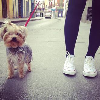 Foto de Petra, hembra y de raza Yorkie