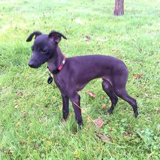 Foto de COCO, macho y de raza galgo italiano