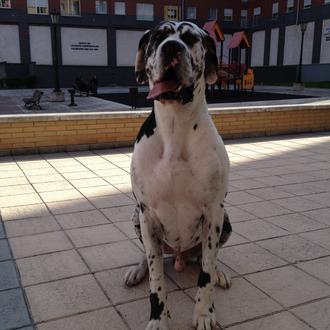 Foto de Coco, macho y de raza Gran danes