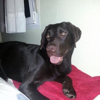 Foto de Rutherford, macho y de raza Labrador Chocolate