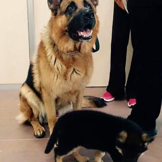 Foto de yako, macho y de raza pastor alemán