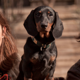 Foto de Cooper, macho y de raza Teckel