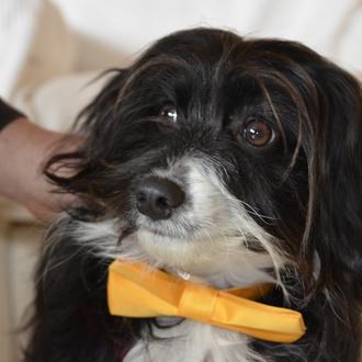 Foto de Thor, macho y de raza  Mestizo de Border Collie y Coker Spaniel.