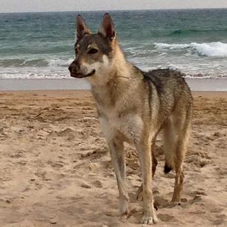 Foto de ARYA, hembra y de raza PERRO LOBO CHECOSLOBACO