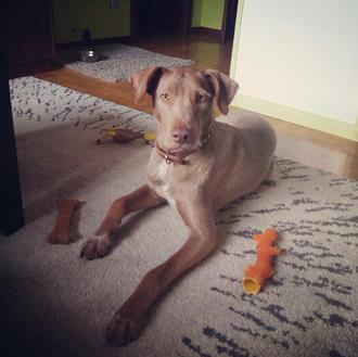 Foto de PLUTO, macho y de raza mestizo (BRACO-PODENCO CANARIO)