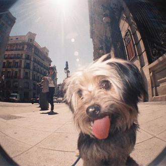 Foto de Sabi, hembra y de raza Mestizo (mezcla de yorkshire terrier )