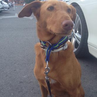 Foto de Dala, hembra y de raza Mestiza Podenco