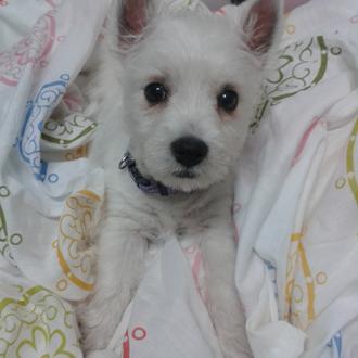 Foto de Mafalda, hembra y de raza West Highland White Terrier