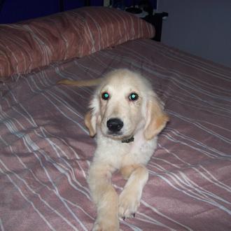 Foto de Nala, hembra y de raza golden retriever