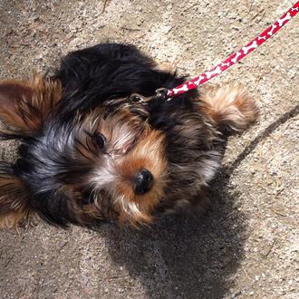 Foto de Bruce, macho y de raza Yorkshire Terrier