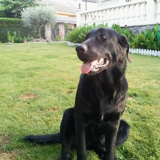 Foto de PEPA, hembra y de raza MESTIZO LABRADOR