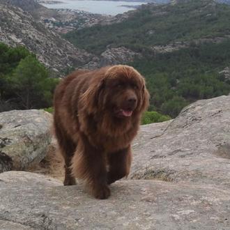 Foto de LEO, macho y de raza TERRANOVA