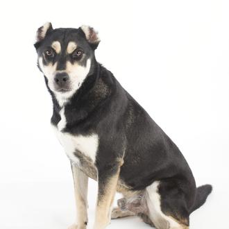 Foto de Chato, macho y de raza Cruce de husky