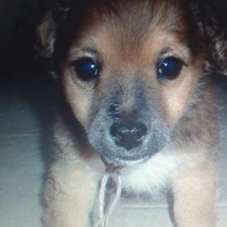 Foto de Max, macho y de raza Mestizo