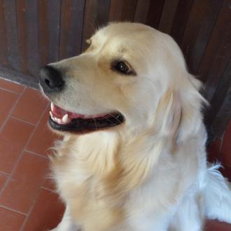 Foto de Elmo, macho y de raza Golden Retriver